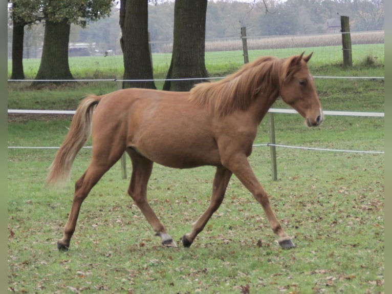 PRE Mix Hengst 1 Jaar 157 cm Vos in Steyerberg