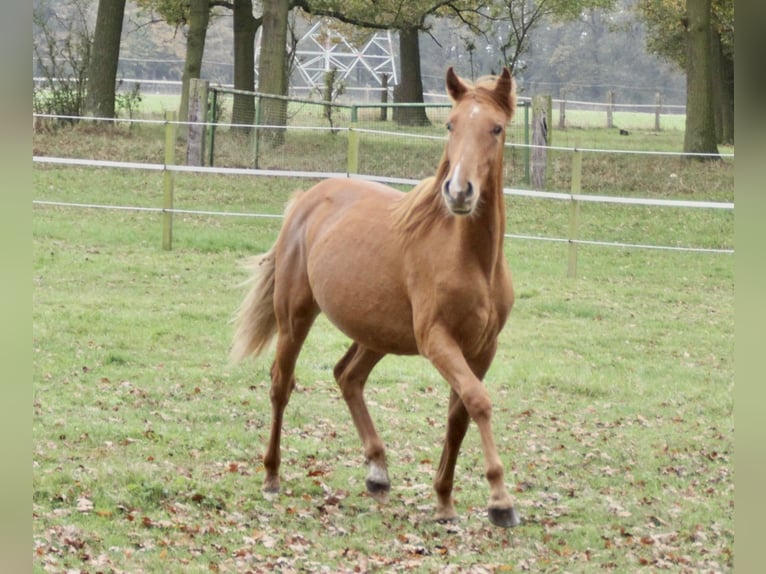 PRE Mix Hengst 1 Jaar 157 cm Vos in Steyerberg