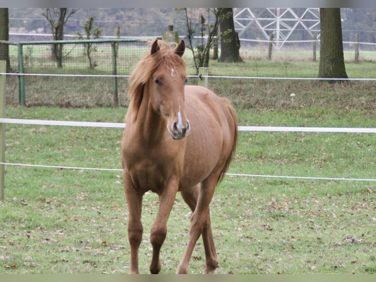 PRE Mix Hengst 1 Jaar 157 cm Vos in Steyerberg