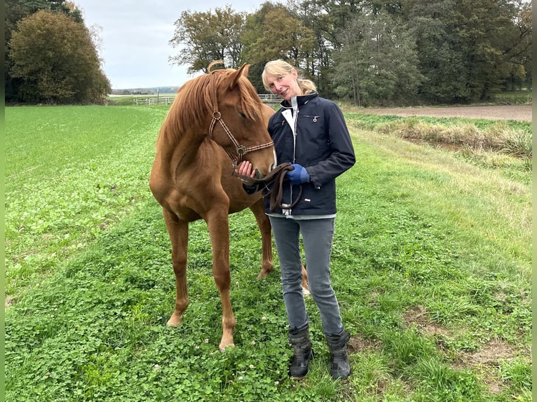 PRE Mix Hengst 1 Jaar 157 cm Vos in Steyerberg