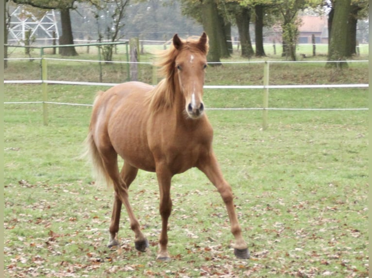 PRE Mix Hengst 1 Jaar 157 cm Vos in Steyerberg