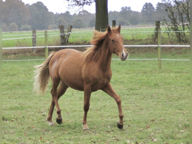 PRE Mix Hengst 1 Jaar 157 cm Vos in Steyerberg