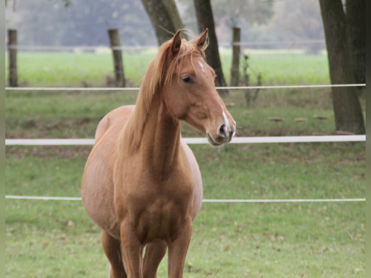 PRE Mix Hengst 1 Jaar 157 cm Vos in Steyerberg