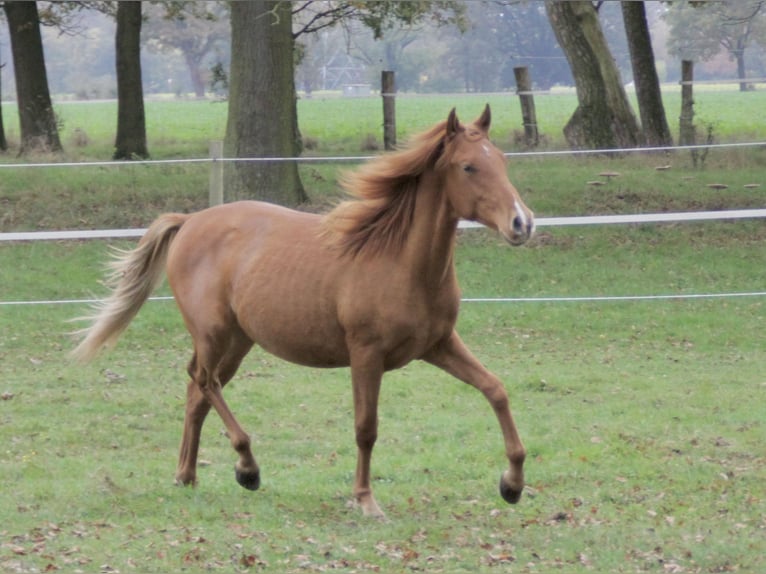 PRE Mix Hengst 1 Jaar 157 cm Vos in Steyerberg