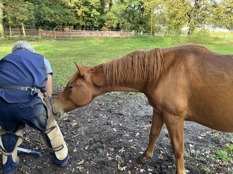 PRE Mix Hengst 1 Jaar 157 cm Vos in Steyerberg