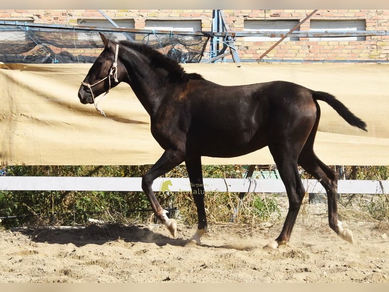 PRE Hengst 1 Jaar 157 cm Zwart in Provinz Granada