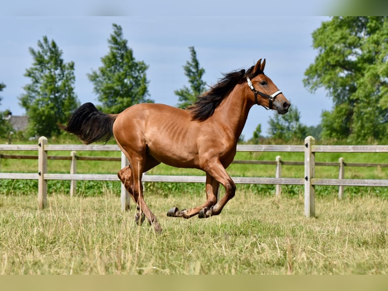 PRE Mix Hengst 1 Jaar 158 cm Bruin in Nieuw- en Sint Joosland