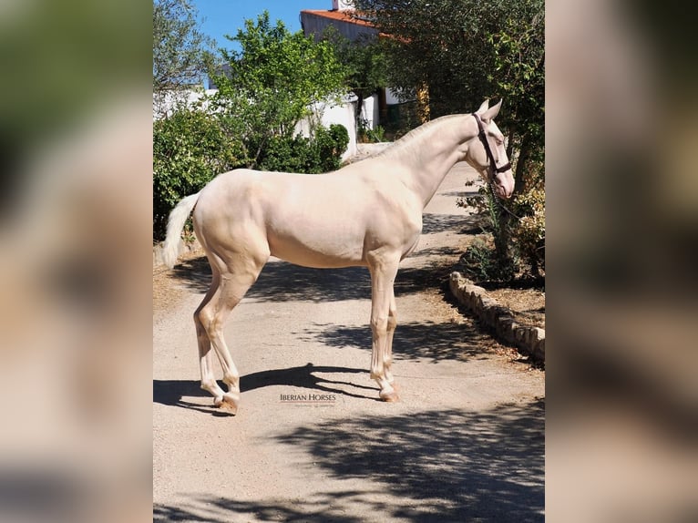 PRE Mix Hengst 1 Jaar 158 cm Cremello in Navas Del Madro&#xF1;o