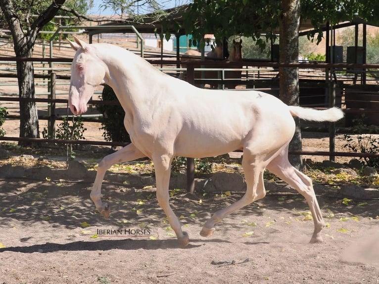 PRE Mix Hengst 1 Jaar 158 cm Cremello in Navas Del Madro&#xF1;o