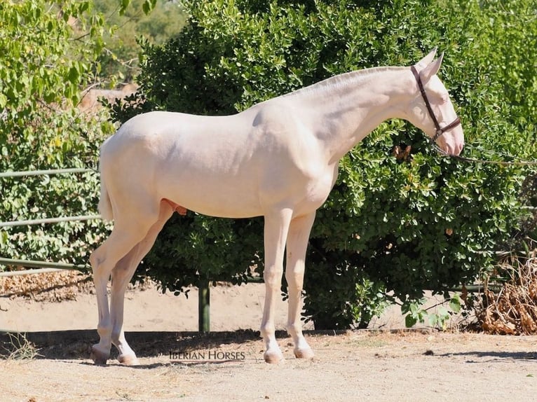 PRE Mix Hengst 1 Jaar 158 cm Cremello in Navas Del Madro&#xF1;o