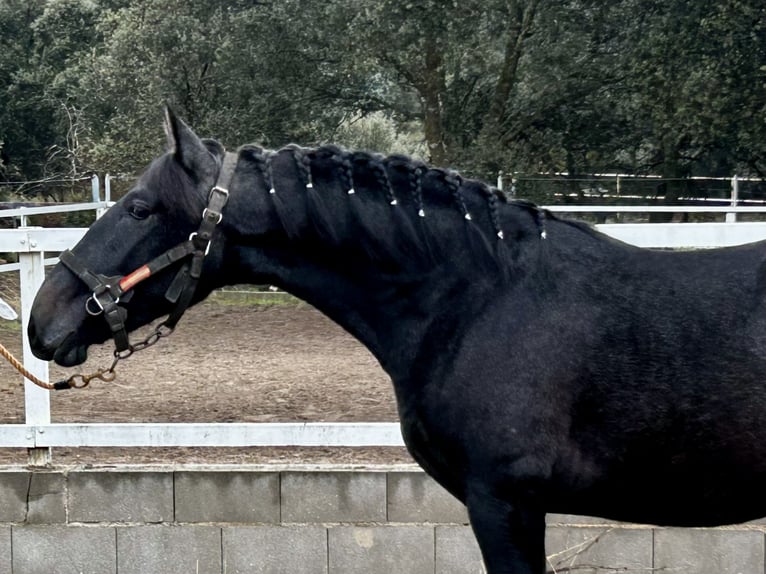 PRE Mix Hengst 1 Jaar 158 cm Schimmel in Talavera De La Reina