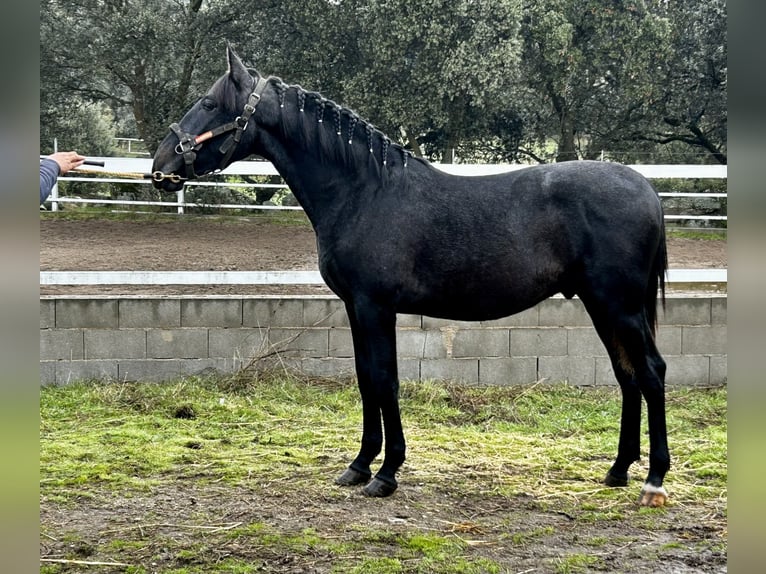 PRE Mix Hengst 1 Jaar 158 cm Schimmel in Talavera De La Reina