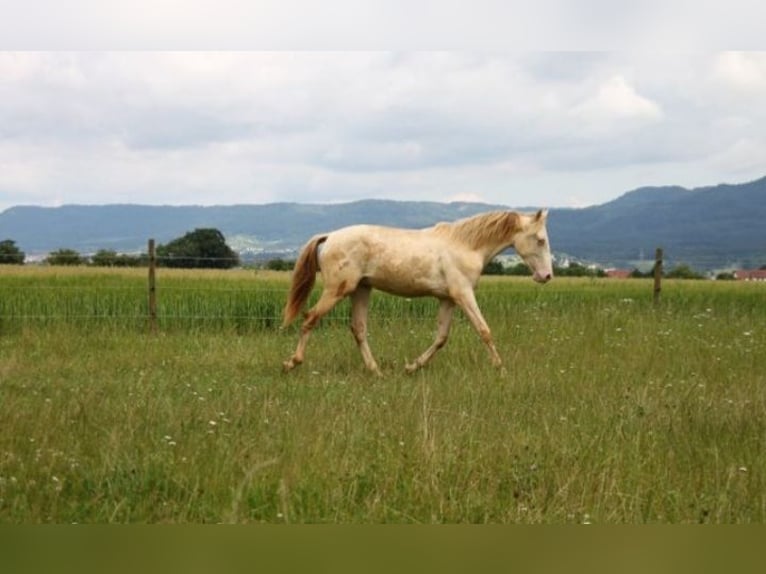 PRE Mix Hengst 1 Jaar 159 cm Perlino in Balingen