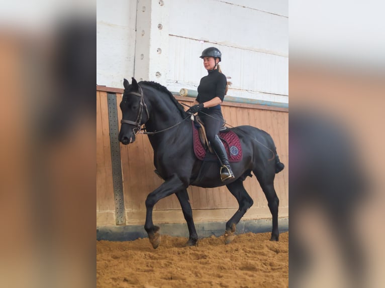 PRE Hengst 1 Jaar 160 cm Bruin in Südharz