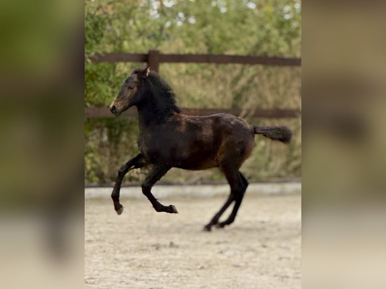 PRE Hengst 1 Jaar 160 cm Bruin in Stahnsdorf