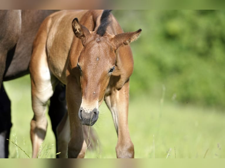 PRE Hengst 1 Jaar 160 cm Bruin in Waldhölzbach