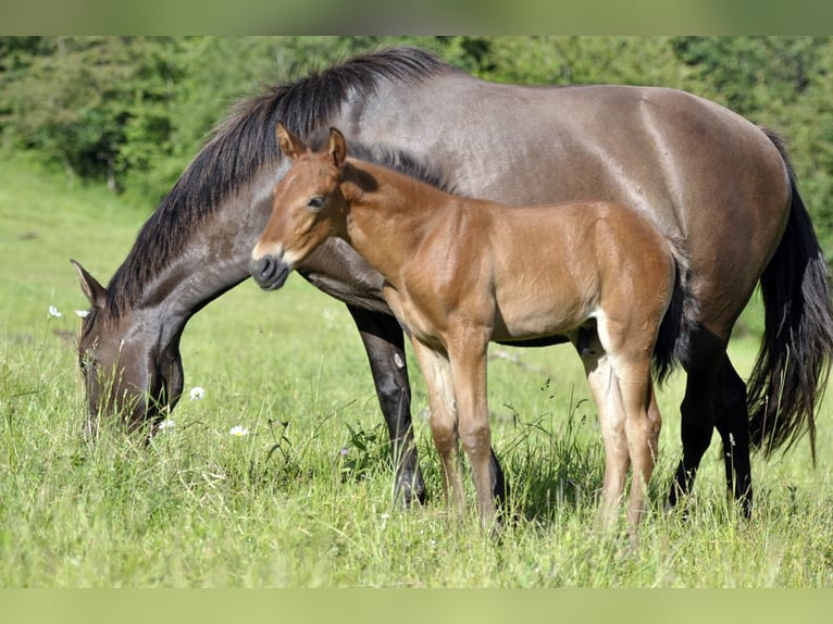 PRE Hengst 1 Jaar 160 cm Bruin in Waldhölzbach