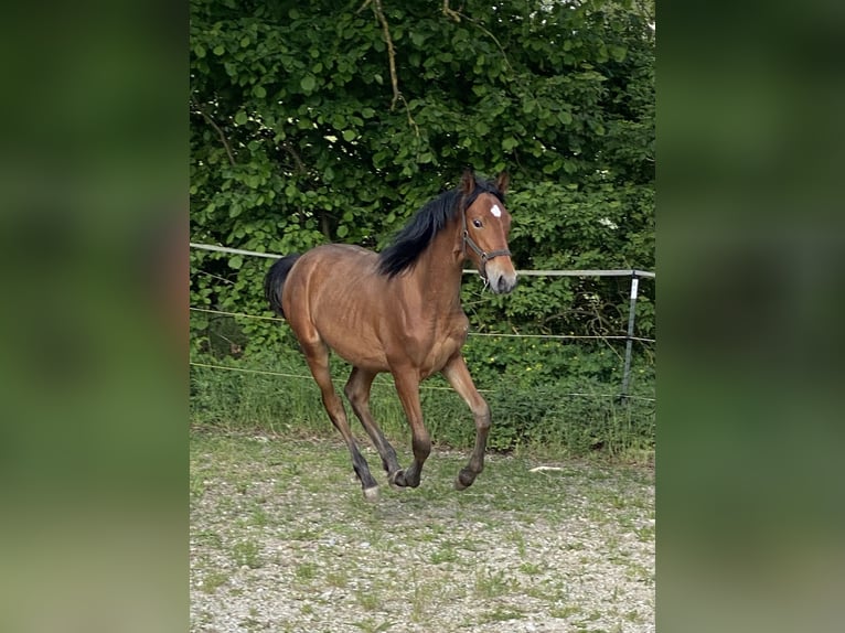 PRE Hengst 1 Jaar 160 cm Bruin in Gottfrieding