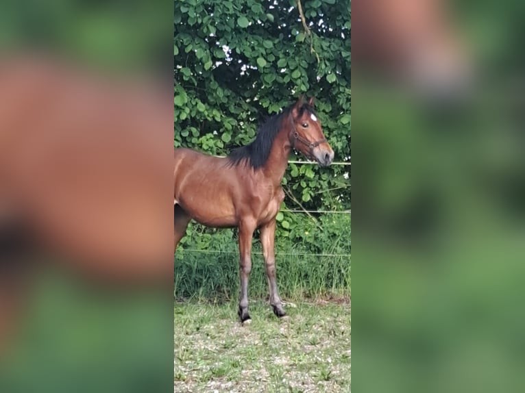 PRE Hengst 1 Jaar 160 cm Bruin in Gottfrieding