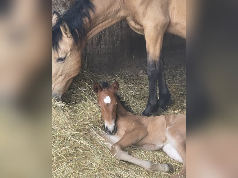 PRE Hengst 1 Jaar 160 cm Bruin in Gottfrieding