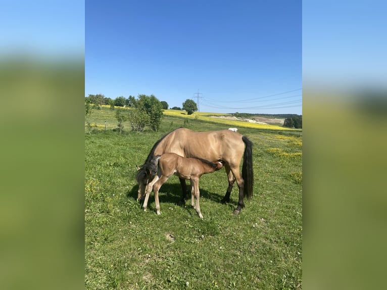 PRE Hengst 1 Jaar 160 cm Bruin in Gottfrieding