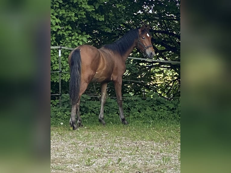 PRE Hengst 1 Jaar 160 cm Bruin in Gottfrieding