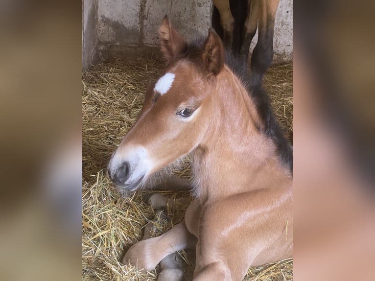 PRE Hengst 1 Jaar 160 cm Bruin in Gottfrieding
