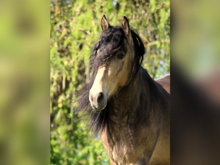 PRE Hengst 1 Jaar 160 cm Bruin in Gottfrieding