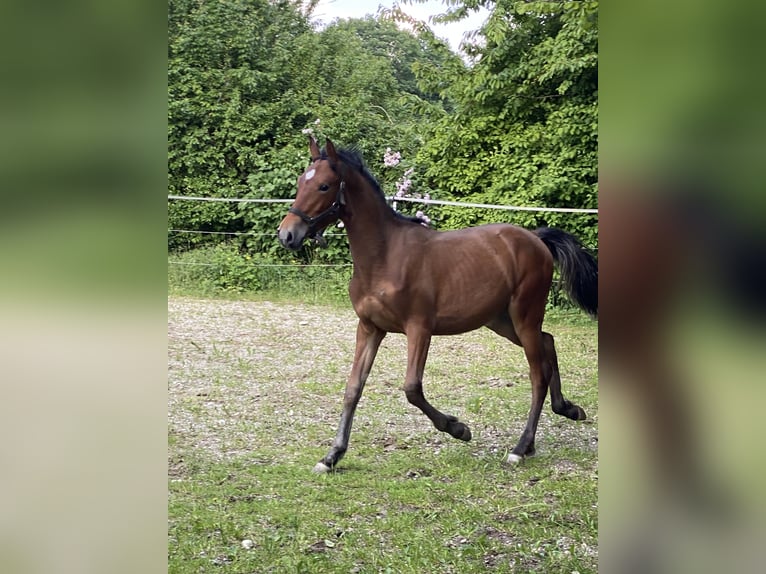 PRE Hengst 1 Jaar 160 cm Bruin in Gottfrieding