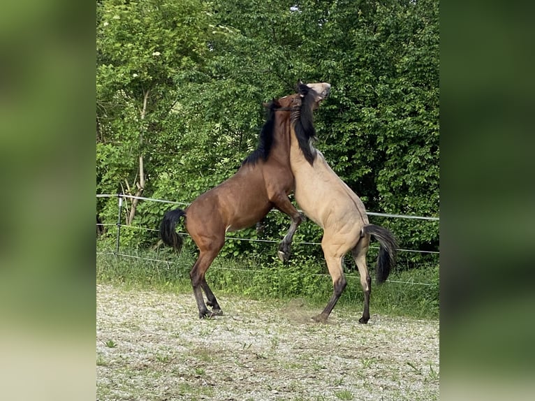 PRE Hengst 1 Jaar 160 cm Bruin in Gottfrieding