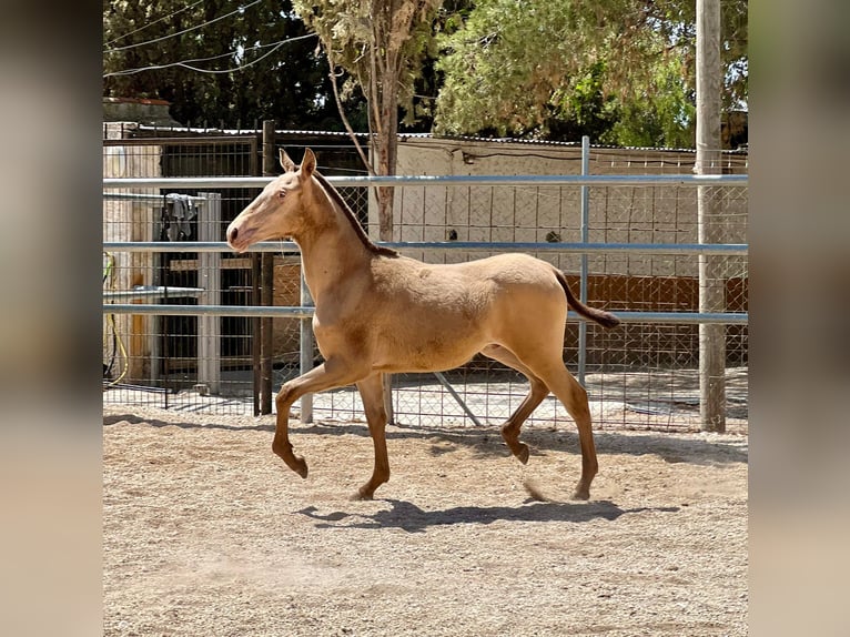 PRE Hengst 1 Jaar 160 cm Champagne in Archena