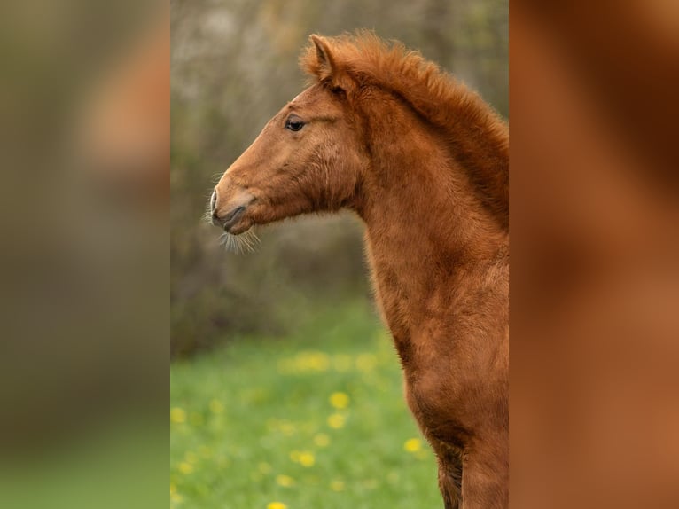 PRE Hengst 1 Jaar 160 cm Pearl in Feuchtwangen