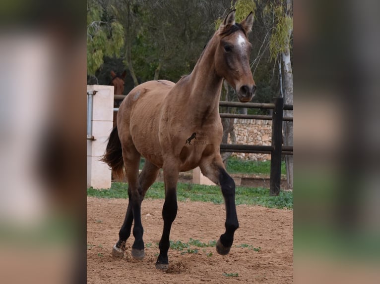 PRE Hengst 1 Jaar 160 cm Schimmel in Mallorca