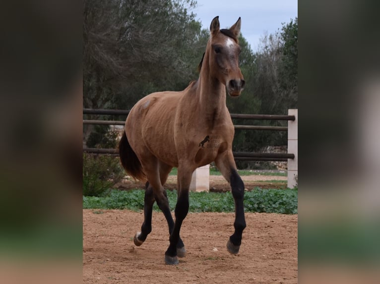 PRE Hengst 1 Jaar 160 cm Schimmel in Mallorca