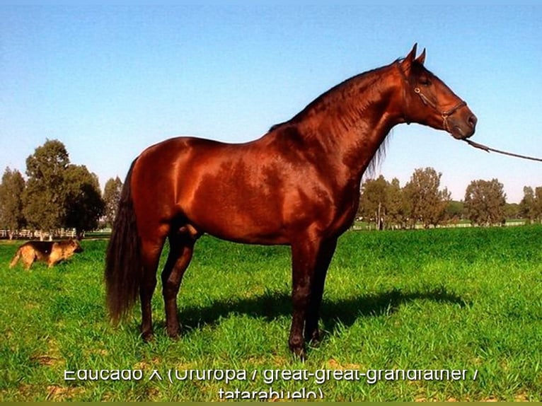 PRE Hengst 1 Jaar 160 cm Schimmel in Provinz Granada
