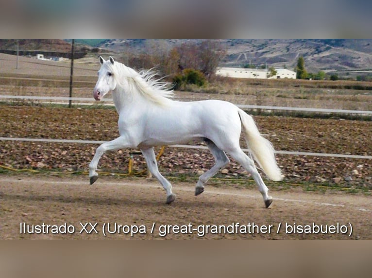 PRE Hengst 1 Jaar 160 cm Schimmel in Provinz Granada