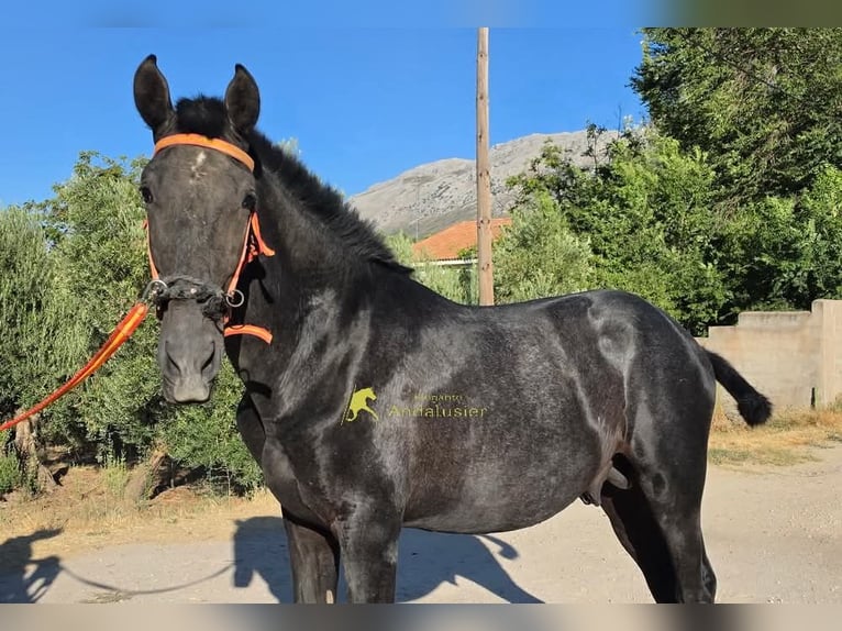 PRE Hengst 1 Jaar 160 cm Schimmel in Provinz Granada