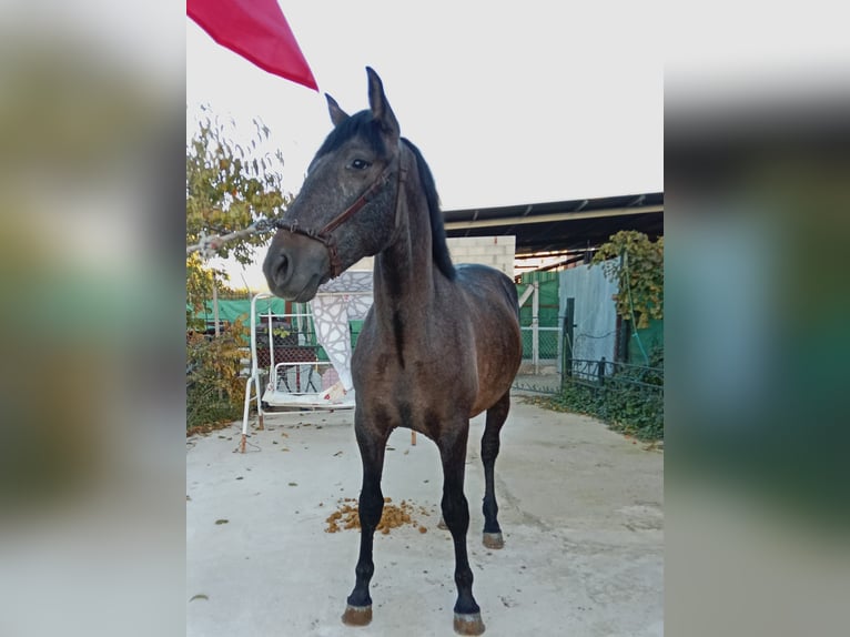 PRE Mix Hengst 1 Jaar 160 cm Schimmel in Deifonte