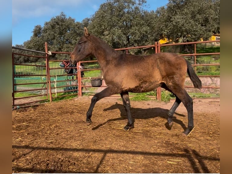 PRE Hengst 1 Jaar 160 cm Schimmel in Posadas