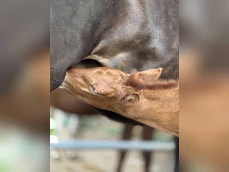 PRE Hengst 1 Jaar 160 cm Vos in Stahnsdorf