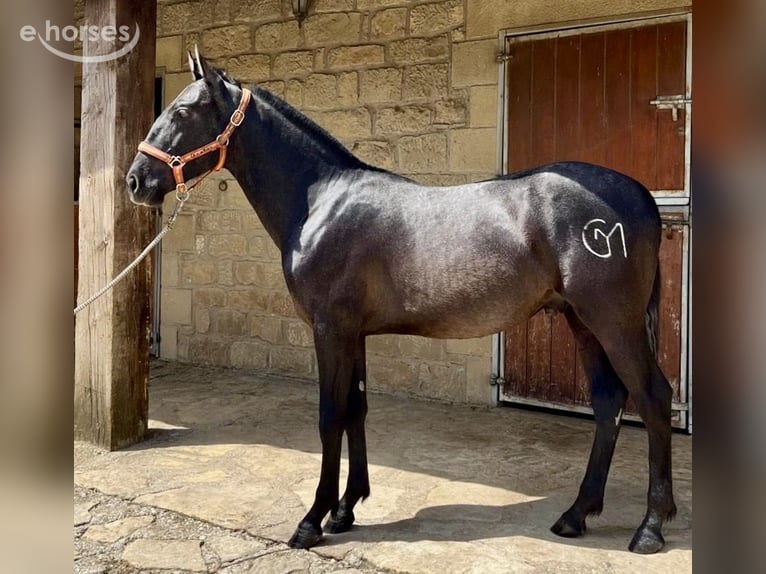 PRE Hengst 1 Jaar 160 cm Zwartschimmel in Waldbrunn (Westerwald)