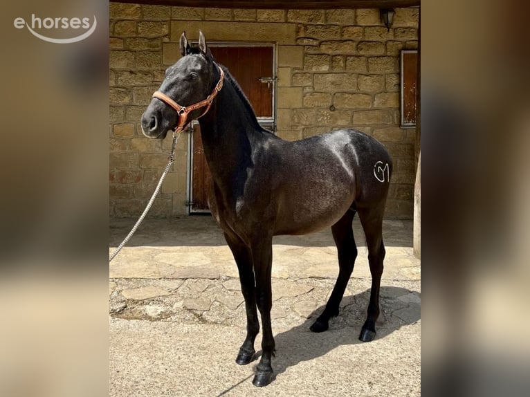 PRE Hengst 1 Jaar 160 cm Zwartschimmel in Waldbrunn (Westerwald)
