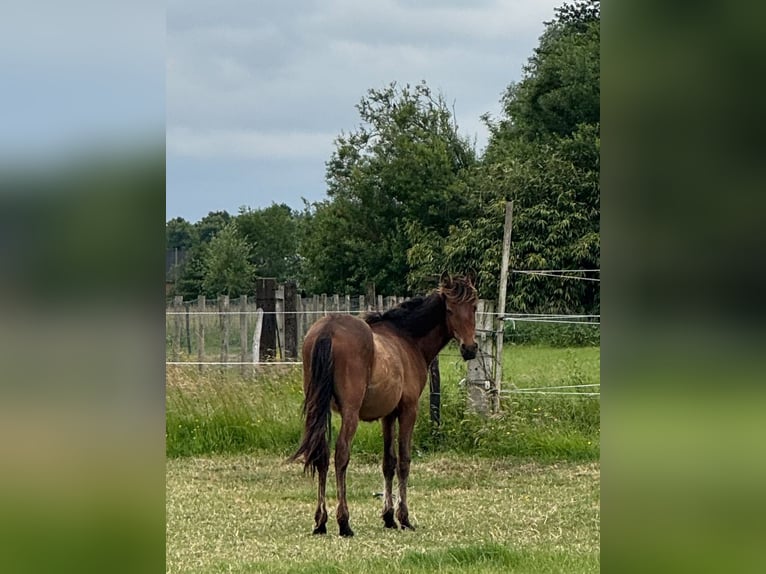 PRE Hengst 1 Jaar 161 cm Bruin in Ranst