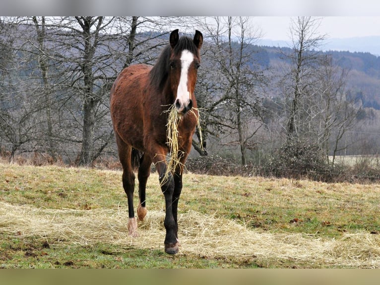 PRE Hengst 1 Jaar 162 cm Bruin in Waldhölzbach