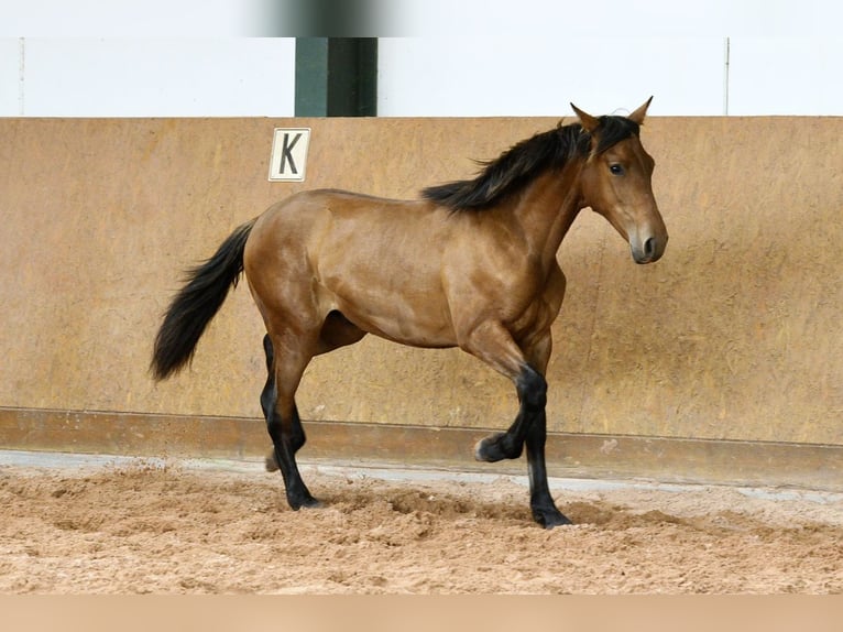 PRE Mix Hengst 1 Jaar 162 cm Bruin in Waldhölzbach