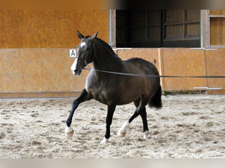 PRE Hengst 1 Jaar 162 cm Bruin in Waldhölzbach