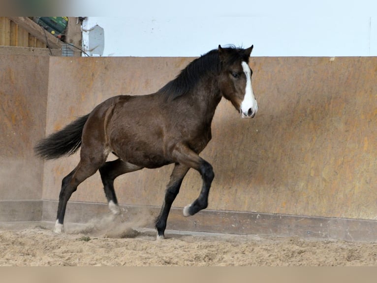 PRE Hengst 1 Jaar 162 cm Bruin in Waldhölzbach