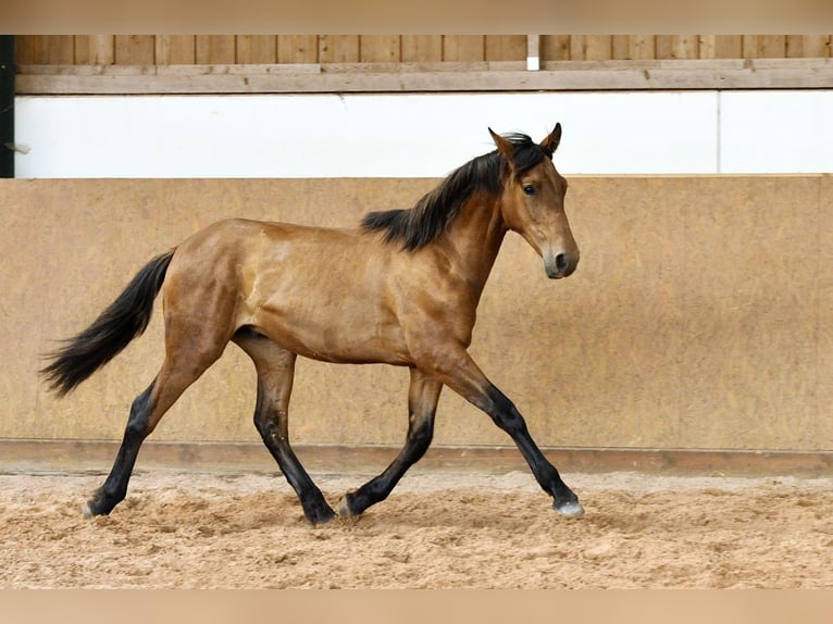 PRE Mix Hengst 1 Jaar 162 cm Bruin in Waldhölzbach