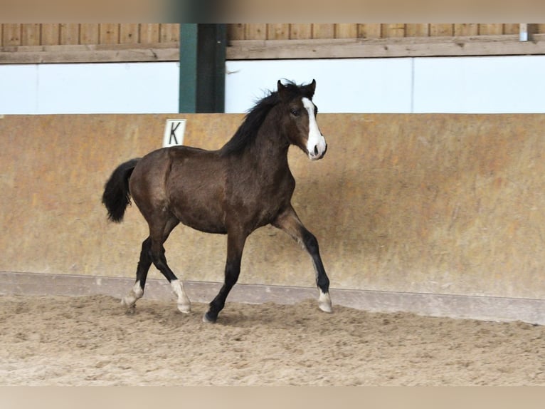 PRE Hengst 1 Jaar 162 cm Bruin in Waldhölzbach