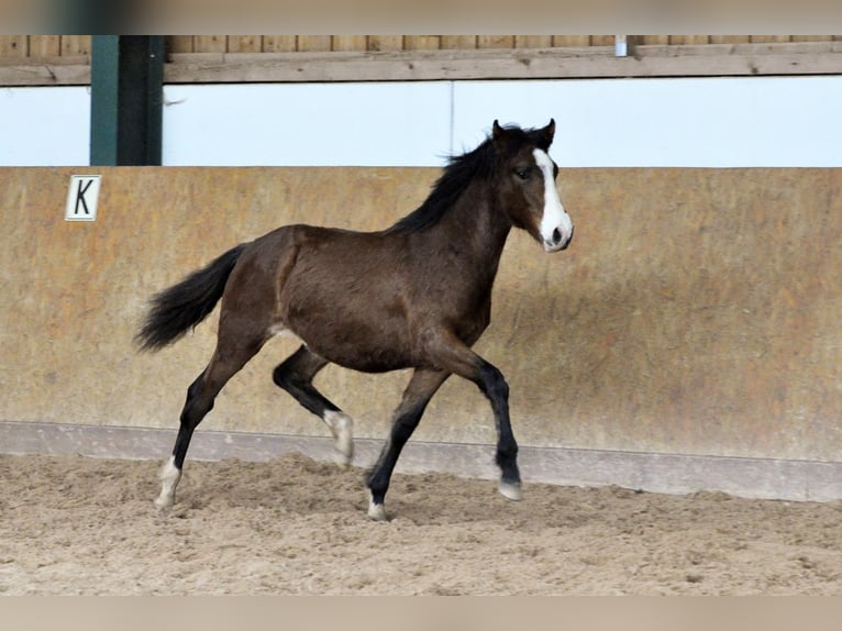 PRE Hengst 1 Jaar 162 cm Bruin in Waldhölzbach